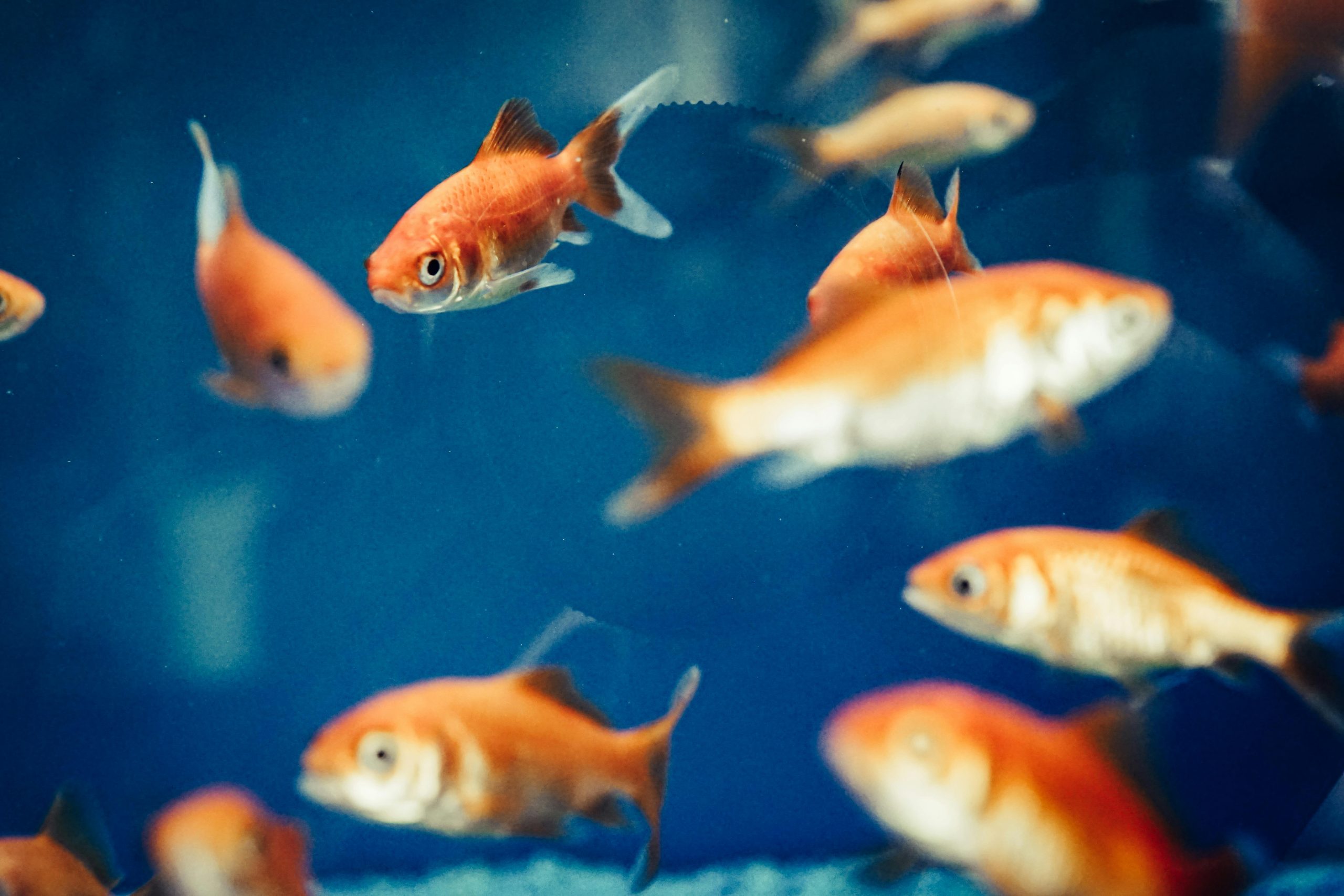 Ilustrasi kepribadian pisces pria